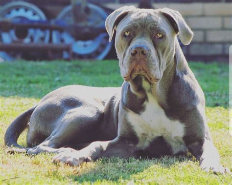 Bandog